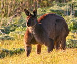 139921d1248615187-aussie-winter-kangaroo-series-looking-across-valley.jpg