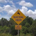 Suicidal Deer Sign - Funny.jpg