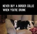 bordercollie.jpg
